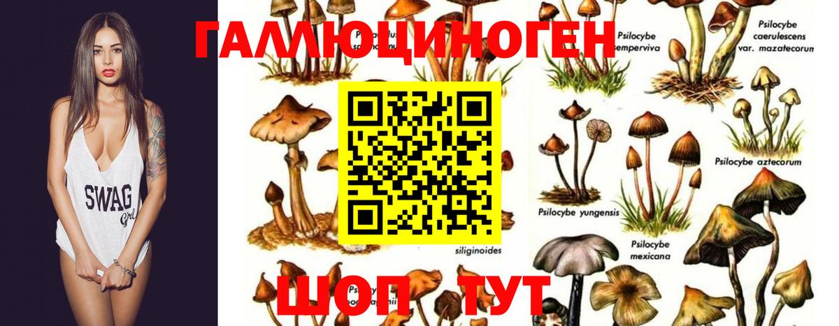 Галлюциногенные грибы ЛСД  Галлюциногенные грибы GOLDEN TEACHER  Вход с VPN  Славянск-на-Кубани 